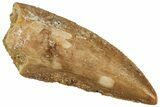 Serrated Raptor Tooth - Real Dinosaur Tooth #300960-1